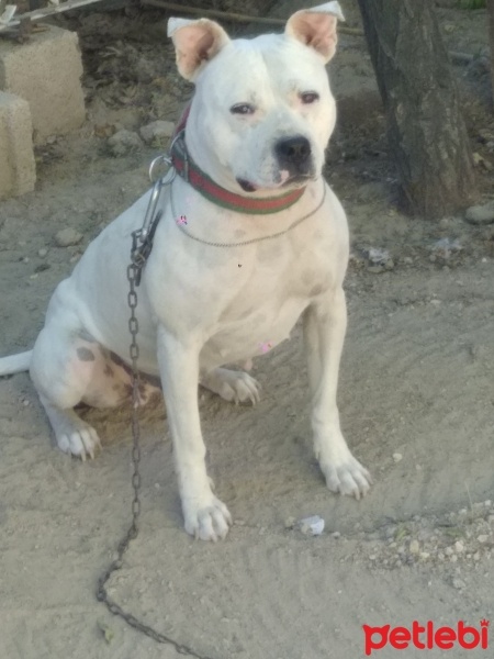 Dogo Arjantin, Köpek  Paris fotoğrafı