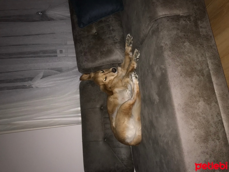 Golden Retriever, Köpek  Köpük fotoğrafı
