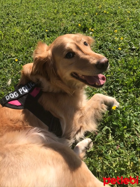 Golden Retriever, Köpek  Köpük fotoğrafı