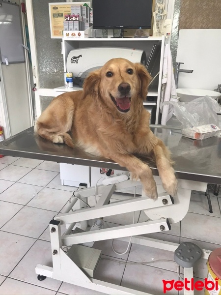 Golden Retriever, Köpek  Köpük fotoğrafı