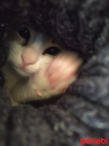 Tekir Kedi, Kedi  Pati fotoğrafı