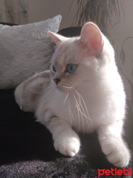 Scottish Fold, Kedi  maya fotoğrafı