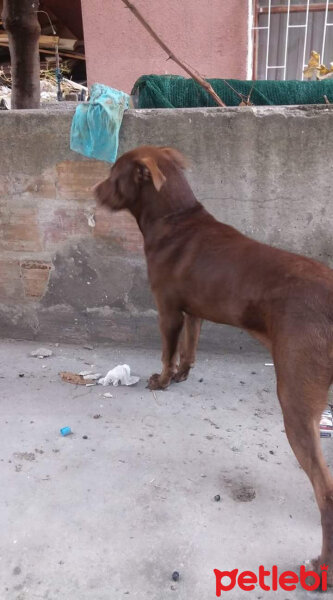 Amerikan Pitbull Terrier, Köpek  tylor fotoğrafı