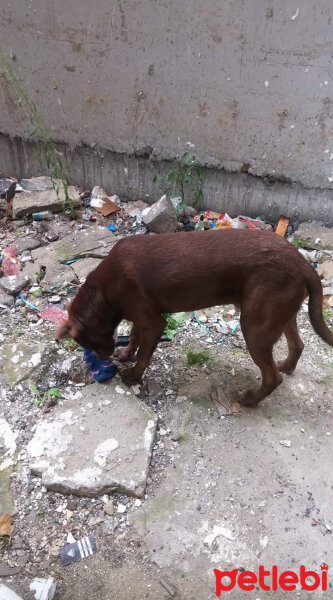 Amerikan Pitbull Terrier, Köpek  tylor fotoğrafı