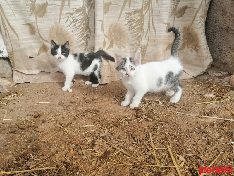 Tekir Kedi, Kedi  3 yavru kedi sahiplendiriyorum fotoğrafı