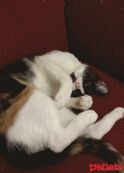 Tekir Kedi, Kedi  İris fotoğrafı
