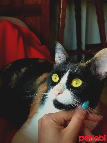 Tekir Kedi, Kedi  İris fotoğrafı