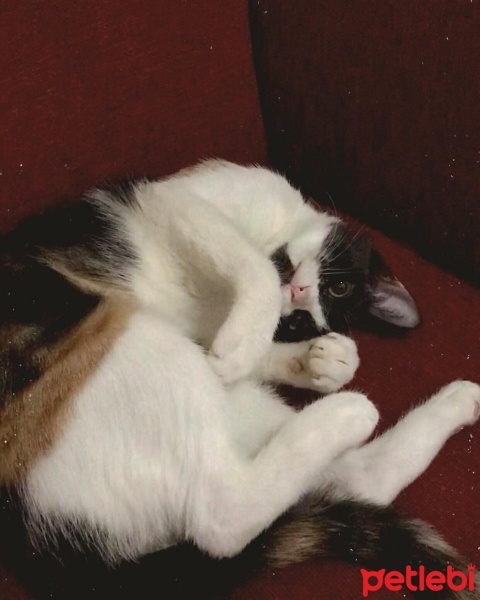 Tekir Kedi, Kedi  İris fotoğrafı
