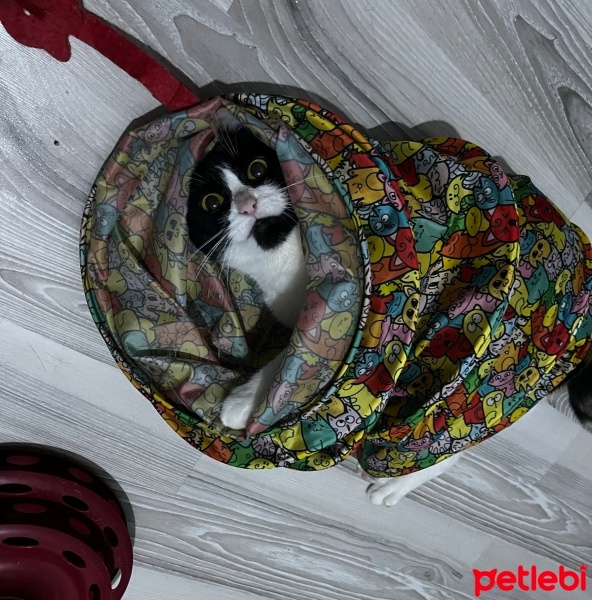 Tekir Kedi, Kedi  İris fotoğrafı