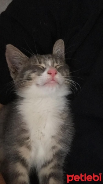 American Wirehair, Kedi  gölge fotoğrafı