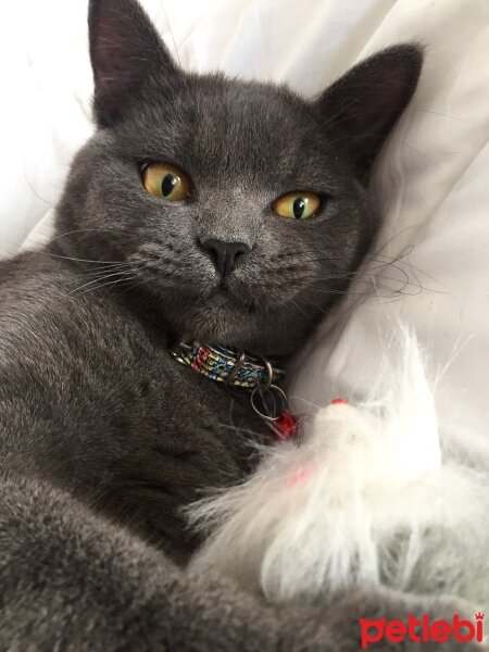 British Shorthair, Kedi  Çakıl fotoğrafı