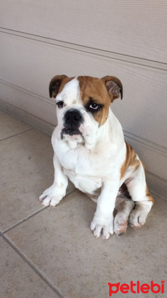 İngiliz Bulldog, Köpek  Dük fotoğrafı