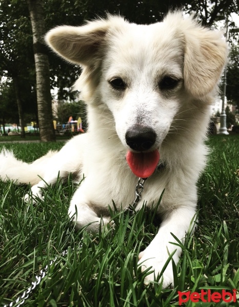 Sokö (Sokak Köpeği), Köpek  PİPET fotoğrafı