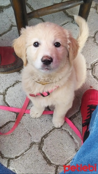Golden Retriever, Köpek  LiLi fotoğrafı