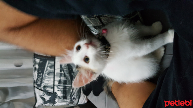 Soke, Kedi  Pamuk fotoğrafı