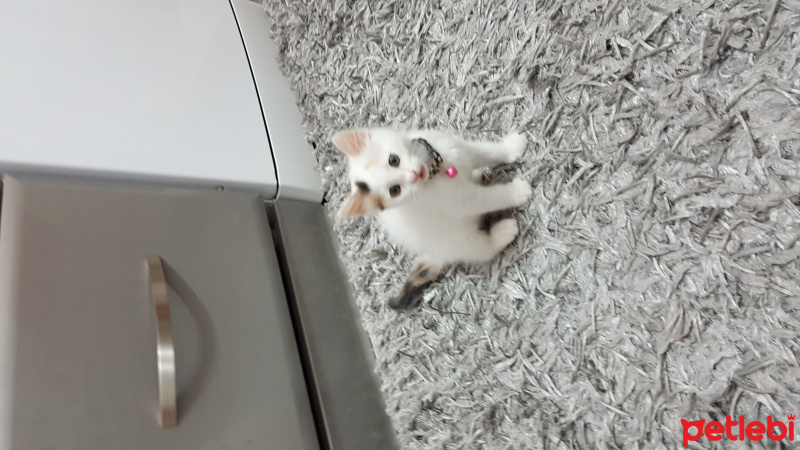 Soke, Kedi  Pamuk fotoğrafı