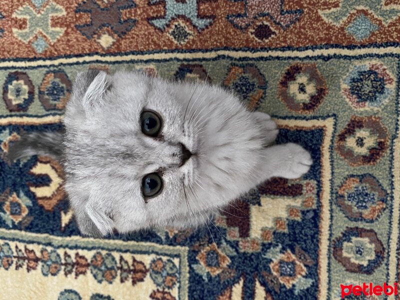 Scottish Fold, Kedi  Dora fotoğrafı