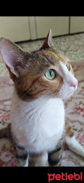Tekir Kedi, Kedi  Mia fotoğrafı