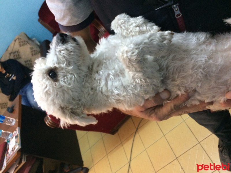 Welsh Terrier, Köpek  Sevimli Zeytin sahiplenmeyi bekliyor  fotoğrafı