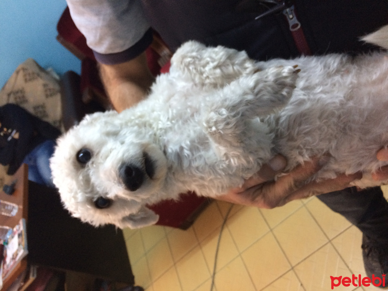 Welsh Terrier, Köpek  Sevimli Zeytin sahiplenmeyi bekliyor  fotoğrafı