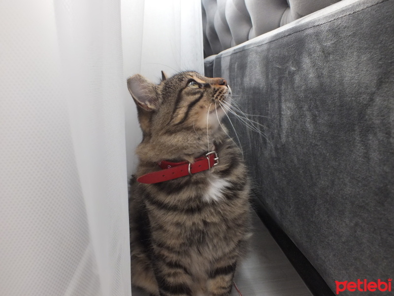 Tekir Kedi, Kedi  Kontes fotoğrafı