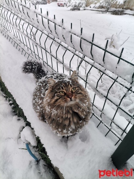 Tekir Kedi, Kedi  Kontes fotoğrafı