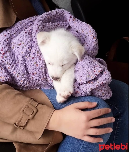 Sibirya Kurdu (Husky), Köpek  Alfa fotoğrafı