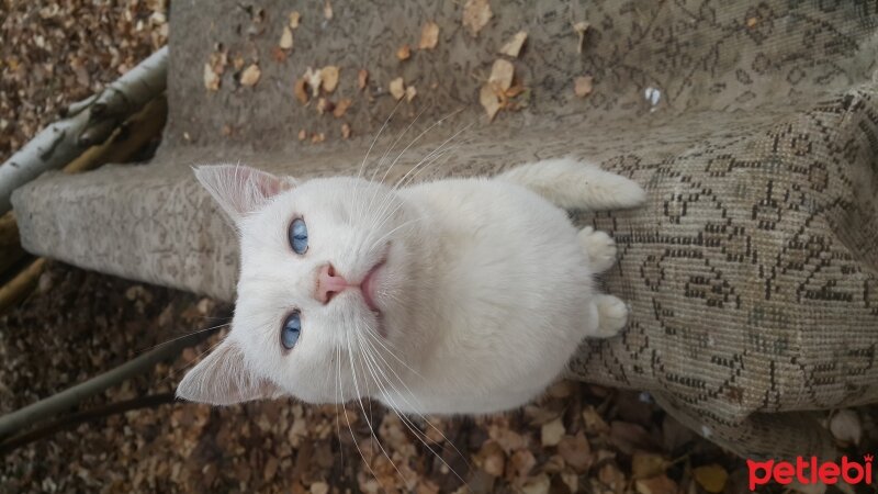 Van Kedisi, Kedi  Cemil/Cemile fotoğrafı