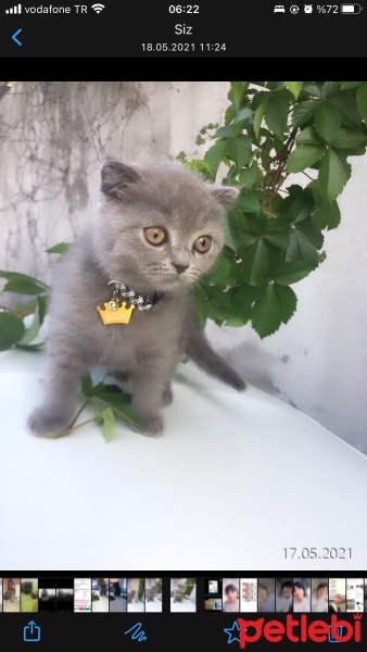 British Shorthair, Kedi  Şila fotoğrafı