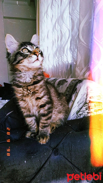 Norwegian Forest, Kedi  Mırmır fotoğrafı