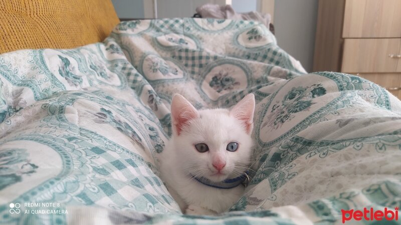 Van Kedisi, Kedi  Pamuk fotoğrafı