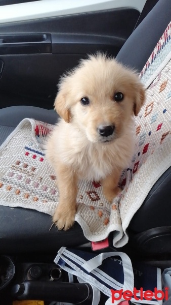 Golden Retriever, Köpek  Tarçın fotoğrafı
