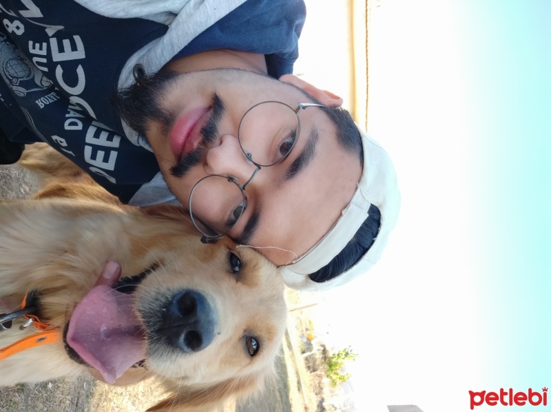 Golden Retriever, Köpek  Tarçın fotoğrafı
