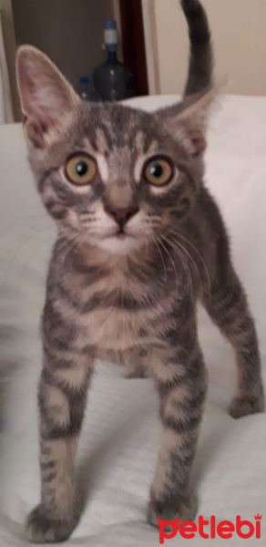 Tekir Kedi, Kedi  şeker fotoğrafı