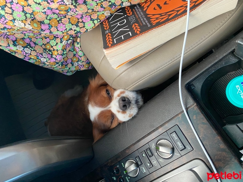 Cavalier King Charles Spanieli, Köpek  Chopin fotoğrafı