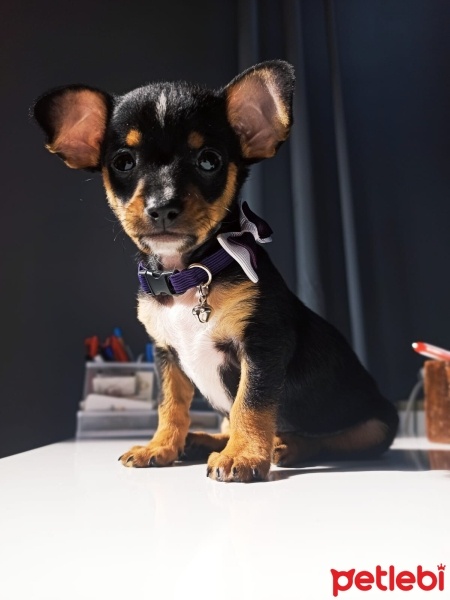 Minyatür Pinscher, Köpek  Herkül fotoğrafı