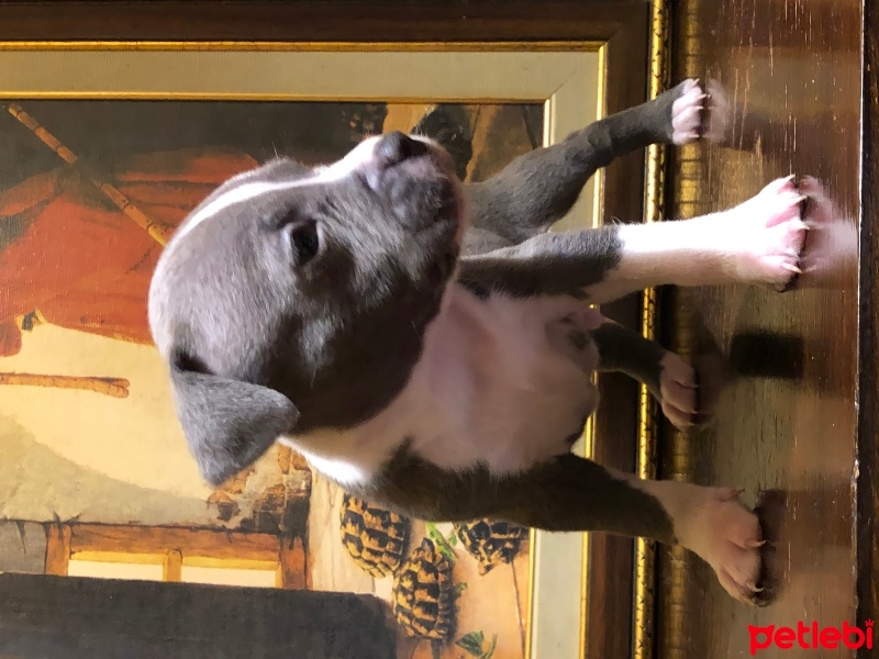 Amerikan Staffordshire Terrier, Köpek  9 Adet American Staffordshire fotoğrafı