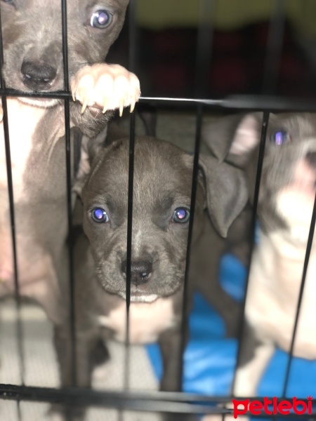 Amerikan Staffordshire Terrier, Köpek  9 Adet American Staffordshire fotoğrafı