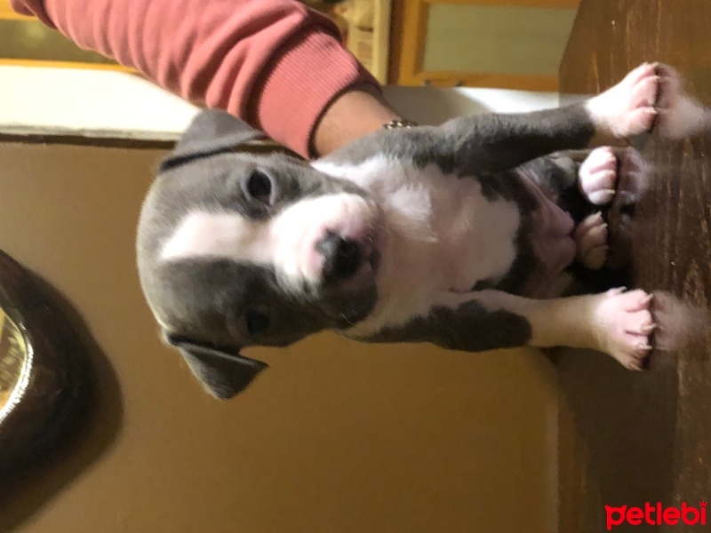 Amerikan Staffordshire Terrier, Köpek  9 Adet American Staffordshire fotoğrafı