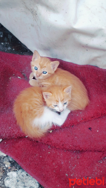 Tekir Kedi, Kedi  boncok fotoğrafı