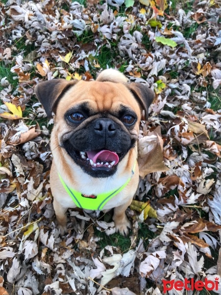 Pug, Köpek  Paşa fotoğrafı