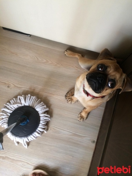 Pug, Köpek  Paşa fotoğrafı