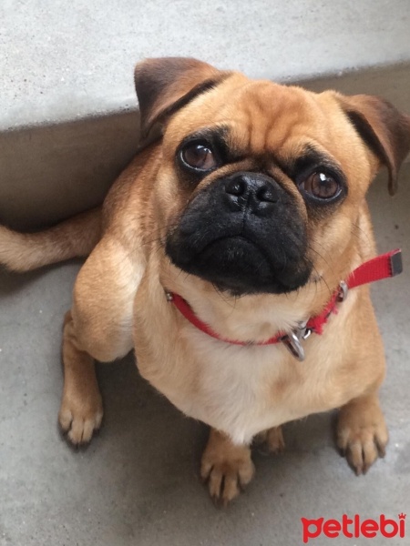 Pug, Köpek  Paşa fotoğrafı