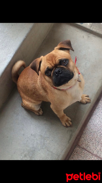Pug, Köpek  Paşa fotoğrafı