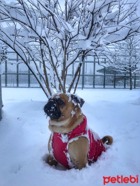 Pug, Köpek  Paşa fotoğrafı