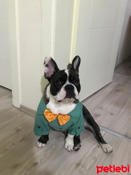 Fransız Bulldog, Köpek  Zagor fotoğrafı
