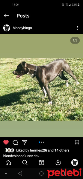 Amerikan Staffordshire Terrier, Köpek  Şiva fotoğrafı