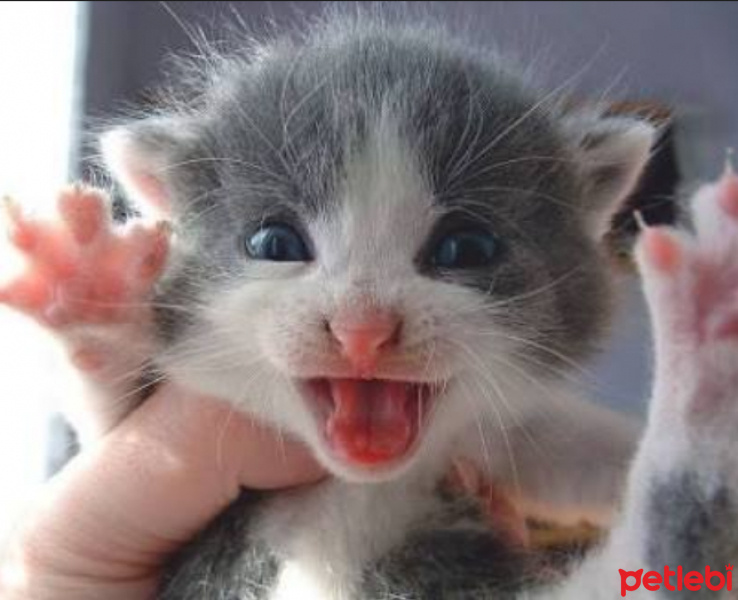 Tekir Kedi, Kedi  Panky fotoğrafı