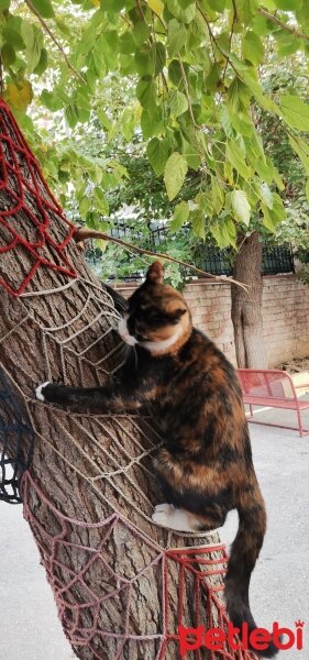 Tekir Kedi, Kedi  7 aylık Kızıma güzel erkek ARIYORUM fotoğrafı