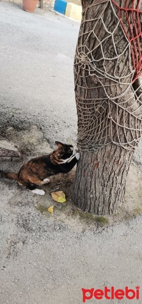 Tekir Kedi, Kedi  7 aylık Kızıma güzel erkek ARIYORUM fotoğrafı